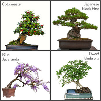 Bonsai Tree Starter Seeds Kit | Four Types, 6 of 7