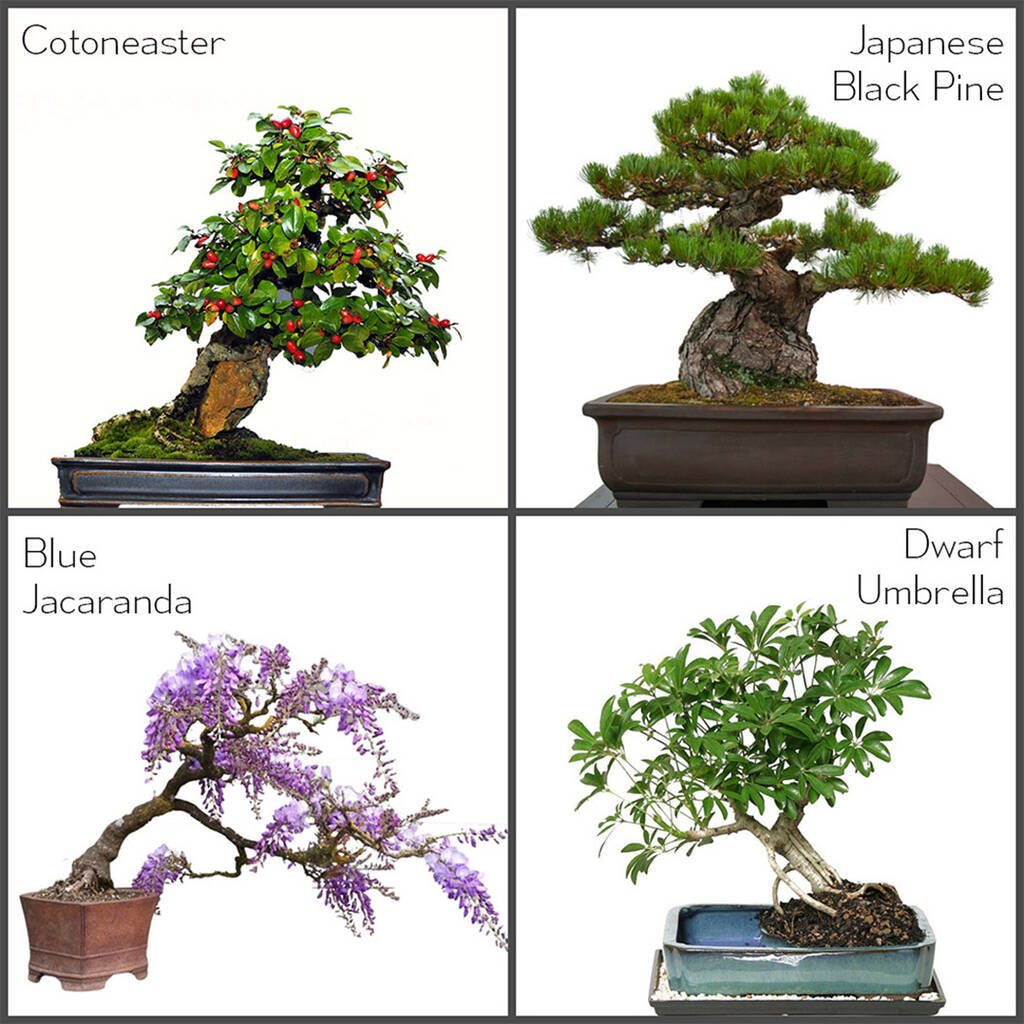 Bonsai Tree Starter Seeds Kit Four Types By Yugen Bonsai