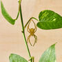 Spooky Plant Animal Set Of Three Spider, Bat, Snake Brass Halloween Decoration, thumbnail 2 of 4