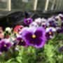 Flowers Pansy 'Beaconsfield' Six X Plant Pack, thumbnail 3 of 7