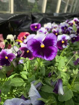 Flowers Pansy 'Beaconsfield' Six X Plant Pack, 3 of 7