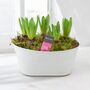 Fragrant Hyacinth Indoor Planter In White Trough, thumbnail 5 of 7