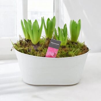 Fragrant Hyacinth Indoor Planter In White Trough, 5 of 7