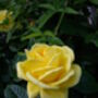 Rose Grandma's Rose, Garden Rose Gift, thumbnail 2 of 2