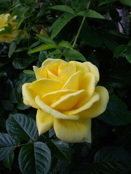 Rose Grandma's Rose, Garden Rose Gift, 2 of 2