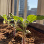 Grow Your Own Tomatoes Starter Kit, thumbnail 3 of 4