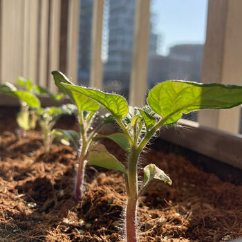 Grow Your Own Tomatoes Starter Kit, 3 of 4