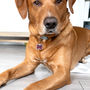 Personalised Doggy Bone Pet ID Tag, thumbnail 6 of 8