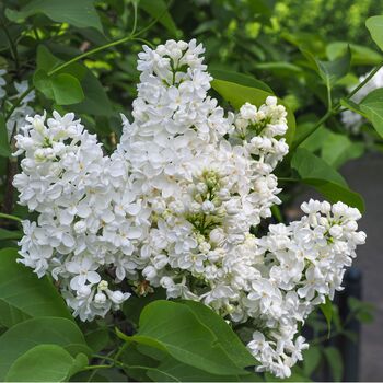 Lilac Syringa Monique Lemoine One Plant, One Litre Pot, 3 of 5