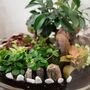 Xl Terrarium Kit | 'Nagoya', thumbnail 7 of 12