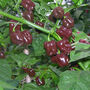 Grow Your Own Chilli Seeds Selection Pack, thumbnail 7 of 7