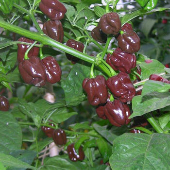 Grow Your Own Chilli Seeds Selection Pack, 7 of 7