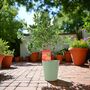 Citrus Mandarin Tree In 5 L Pot – Fragrant And Fruiting, thumbnail 2 of 4