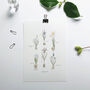 ‘Spring Bulbs Chart’ Botanical Giclée Art Print, thumbnail 2 of 3