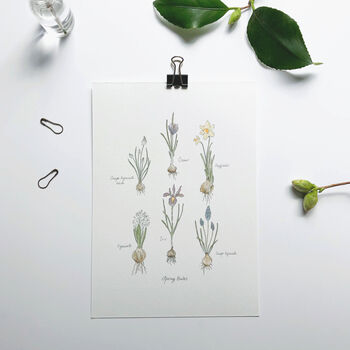 ‘Spring Bulbs Chart’ Botanical Giclée Art Print, 2 of 3