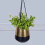 Golden And Black Hanging Plant Pot, thumbnail 1 of 4