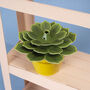 Make Your Own Soothing Succulent Paper Plant, thumbnail 4 of 4