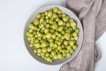 Gooseberry Plants, 'Leveller', 2 of 7