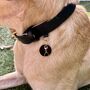 Heart Pet Collar Charm, thumbnail 3 of 3