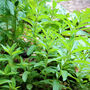 Natural Peppermint Beeswax Lip Balm, thumbnail 3 of 4