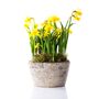 Narcissus 'Tete A Tete' Three X Full Plants In 9cm Pots, thumbnail 1 of 7