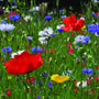 10 Wildflower Seed Packet Birthday Party Favours, thumbnail 7 of 7