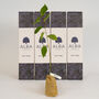 Wild Cherry 'The Tree Of Good Fortune' Gift, thumbnail 1 of 6