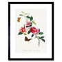 Bougainvillea Pink Floral Vine Butterflies Art Print, thumbnail 1 of 3