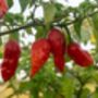 Chilli Plants 'Prairie Fire' Six X Plug Pack, thumbnail 2 of 10