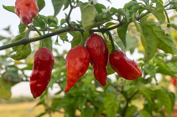 Chilli Plants 'Prairie Fire' Six X Plug Pack, 2 of 10