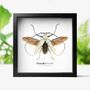Hercules Longhorn Beetle Handcrafted Frame, thumbnail 1 of 3