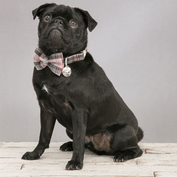 The Siddington Pink Checked Dog Collar Bow Tie, 5 of 5