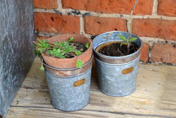 Croxton Vintage Plant Pots Set Of Three, 3 of 4