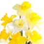 Mixed Selection Of Daffodils 30 X Bulb Pack, thumbnail 5 of 5