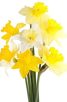 Mixed Selection Of Daffodils 30 X Bulb Pack, 5 of 5
