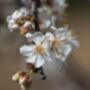 Plum Fruit Trees Three X 10 L Pots, thumbnail 6 of 6