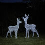 Outdoor Battery Dual LED Stag And Doe Christmas Figures, thumbnail 1 of 4