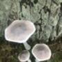 Set Of Three White Wooden Toadstools, thumbnail 6 of 7