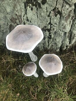 Set Of Three White Wooden Toadstools, 6 of 7
