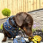 Blue Buzzy Bumble Bee Dog Harness, thumbnail 4 of 8