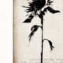 Sunflower Botanical Series Fine Art Print, thumbnail 4 of 7