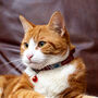 Tom And Tabby Reflective Cat Collars, thumbnail 3 of 10