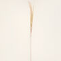 G Decor Extra Large Artificial Wild Grass Reed Stem, thumbnail 4 of 6