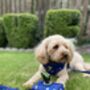 Navy Confetti Print Dog Harness, thumbnail 10 of 12