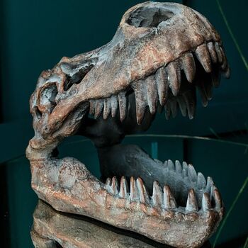 T Rex Dinosaur Skull Ornament, 3 of 4