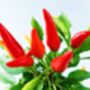 Chilli Plants 'Prairie Fire' Six X Plug Pack, thumbnail 5 of 10