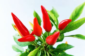 Chilli Plants 'Prairie Fire' Six X Plug Pack, 5 of 10
