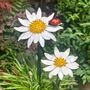 Pair Of Daisy And Ladybird Flower Garden Stakes Art101, thumbnail 3 of 6