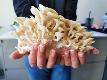 Oyster Mushroom Growing Kit – Gift Option, 12 of 12