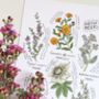 'Six Useful Herbs' Art Print, thumbnail 2 of 2